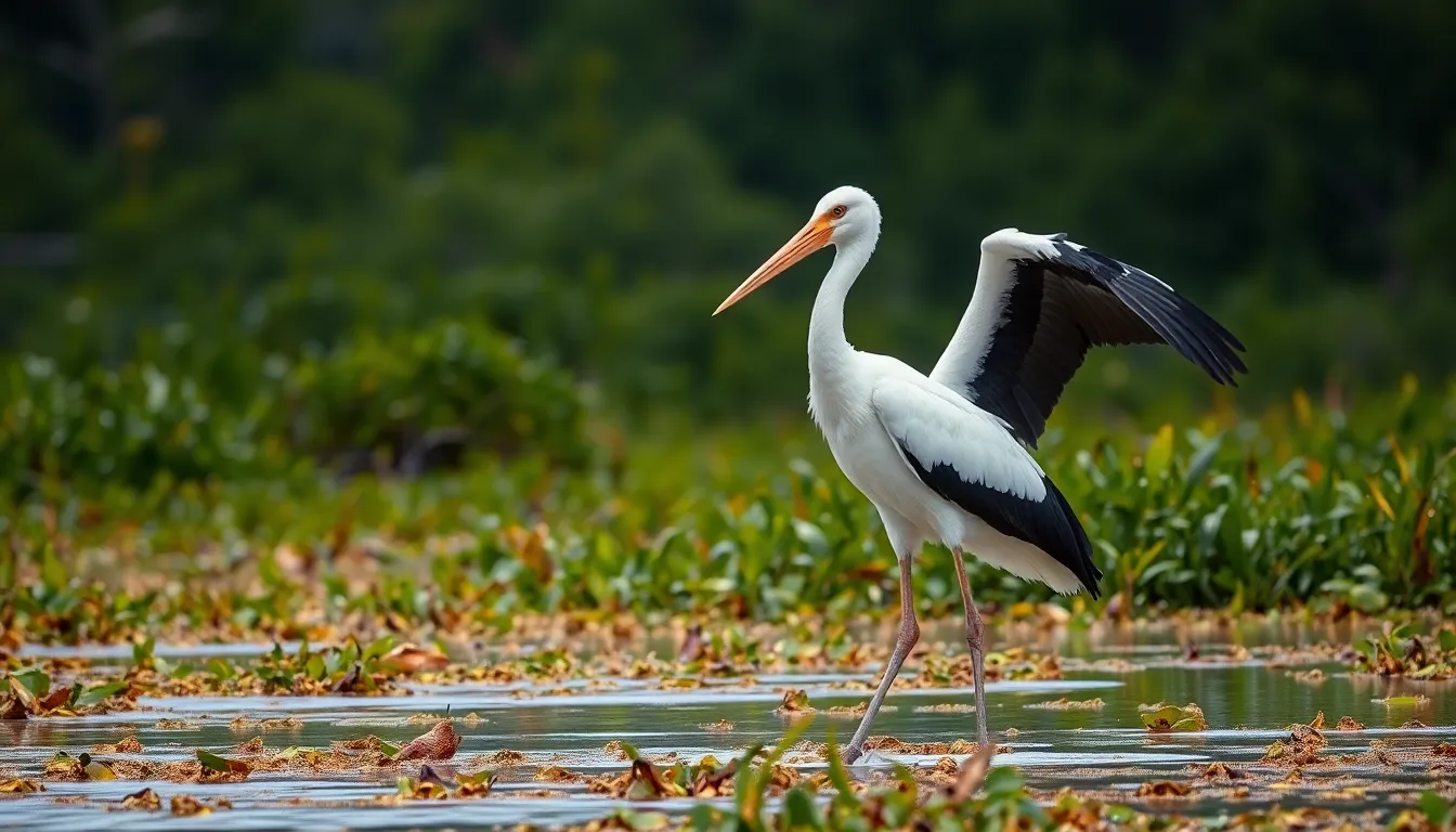 1 stork bird