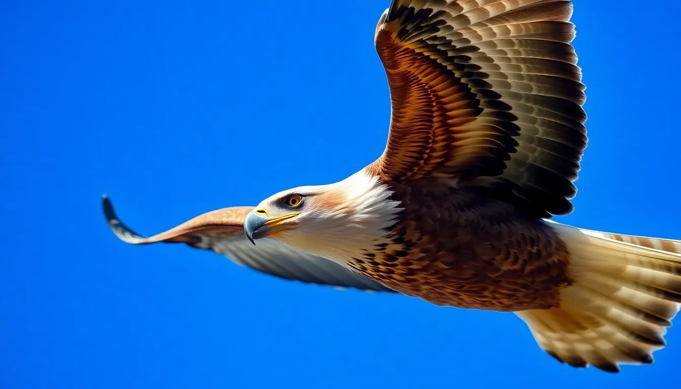 2 bird eyes