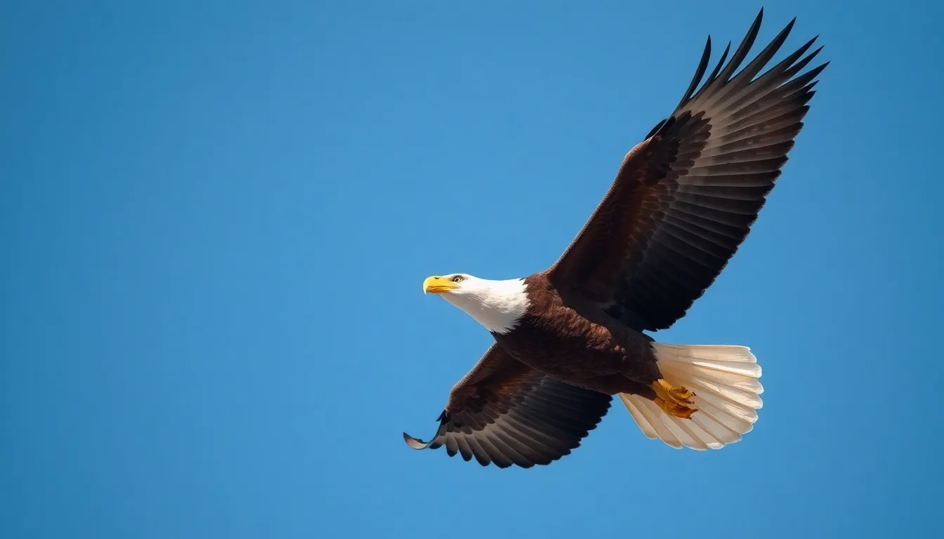 2 bird symbol