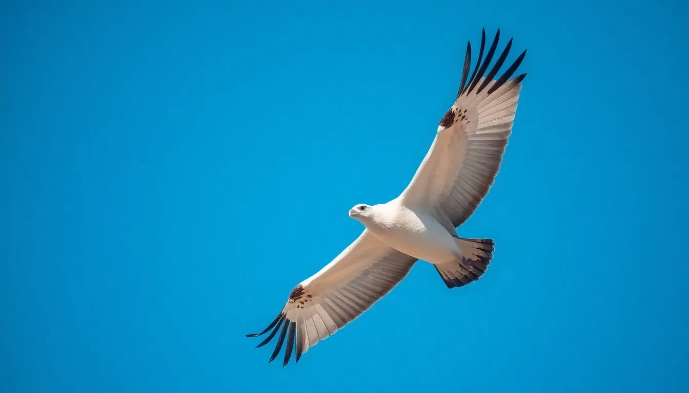 Egyptian Birds: 470+ Species That Make Egypt a Birding Paradise 3 2 egyptian bird