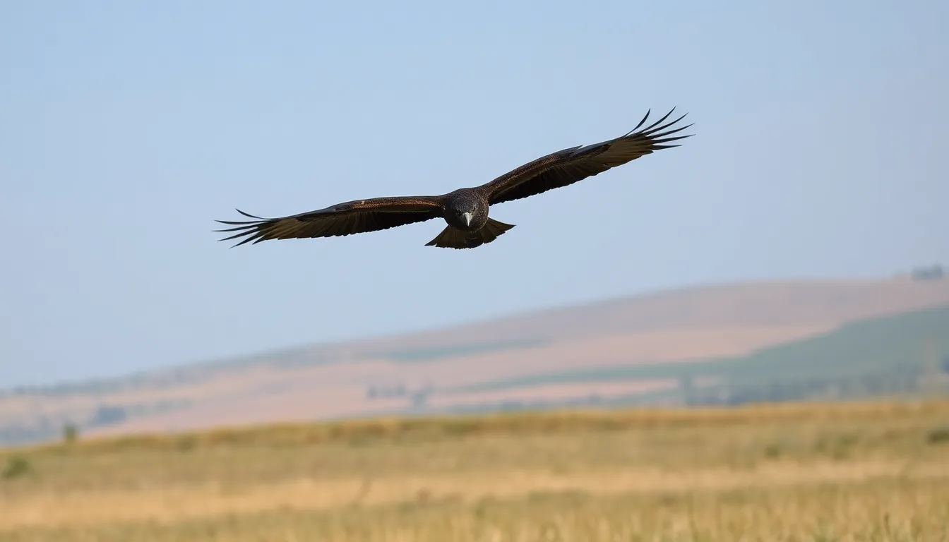 Kite Bird Guide: 20+ Species, Habitats, and Where to Spot Them in 2025 3 2 kite bird