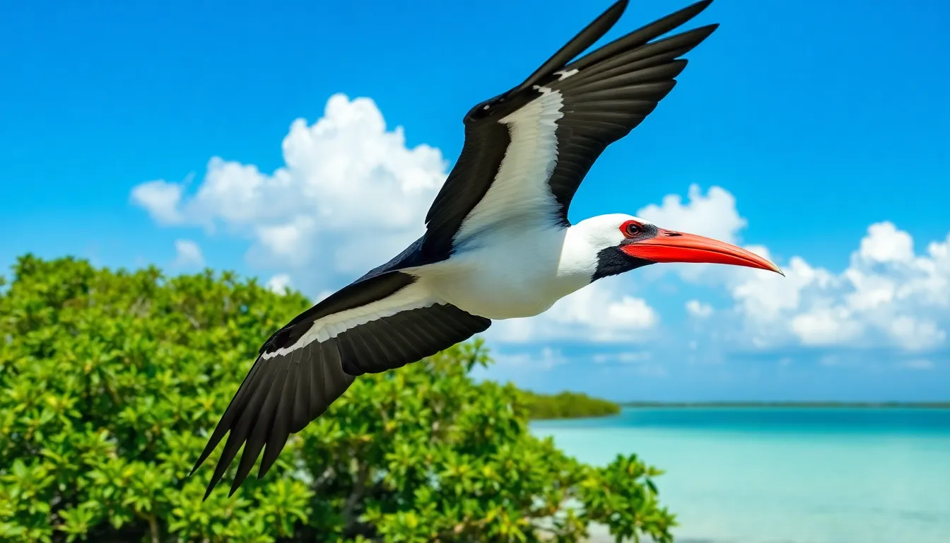 2 pirate bird