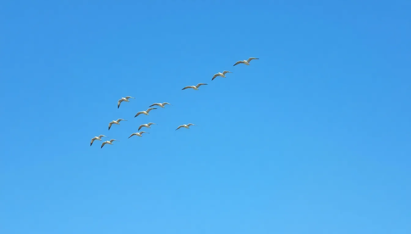 The Science Behind Bird Flying: How Wings, Speed & Migration Work Together 4 3 bird flying