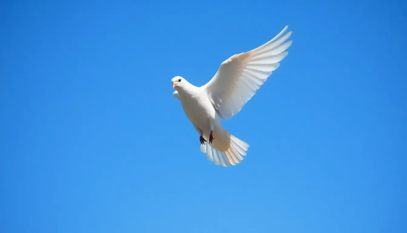 3 dove bird
