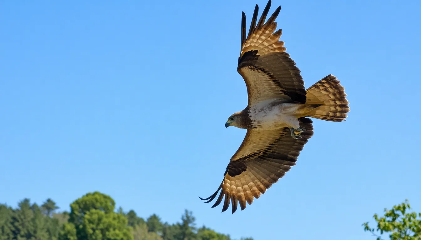3 hawk bird