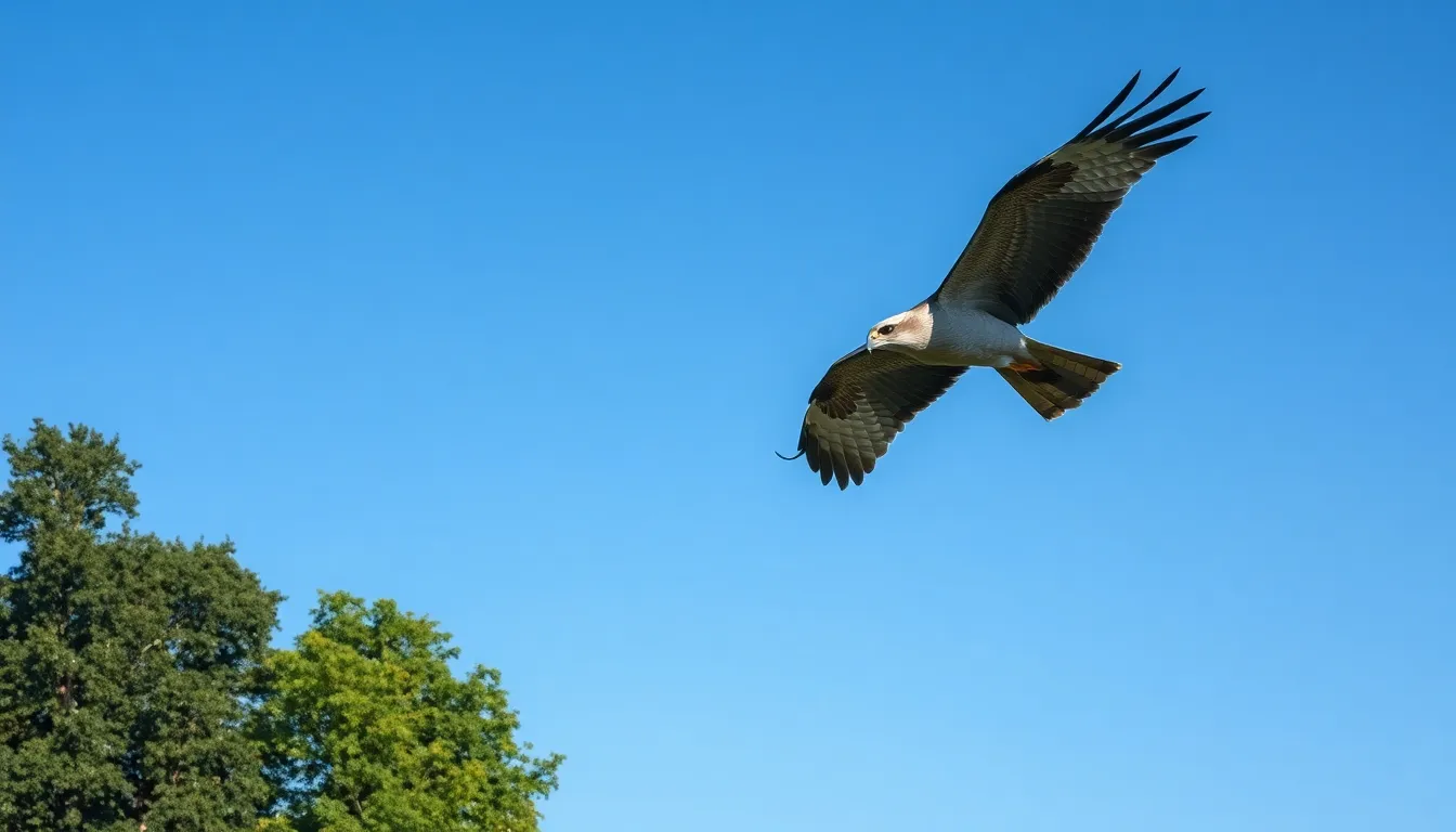 Kite Bird Guide: 20+ Species, Habitats, and Where to Spot Them in 2025 5 4 kite bird