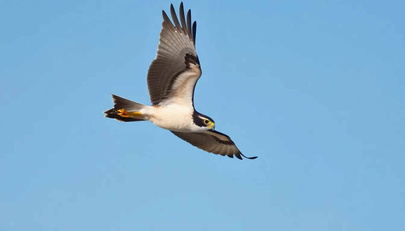 Complete Guide to Bird Anatomy: From Feathers to Flight Systems 6 5 bird anatomy