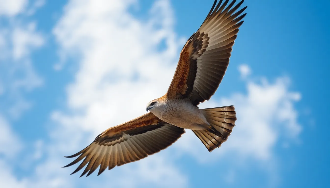 5 bird in flight