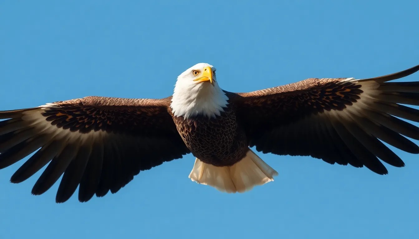 5 bird open wings