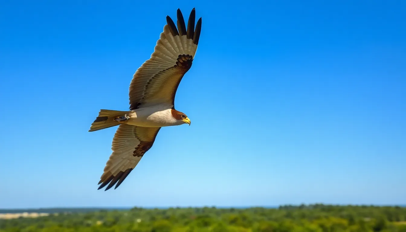 Kite Bird Guide: 20+ Species, Habitats, and Where to Spot Them in 2025 6 5 kite bird