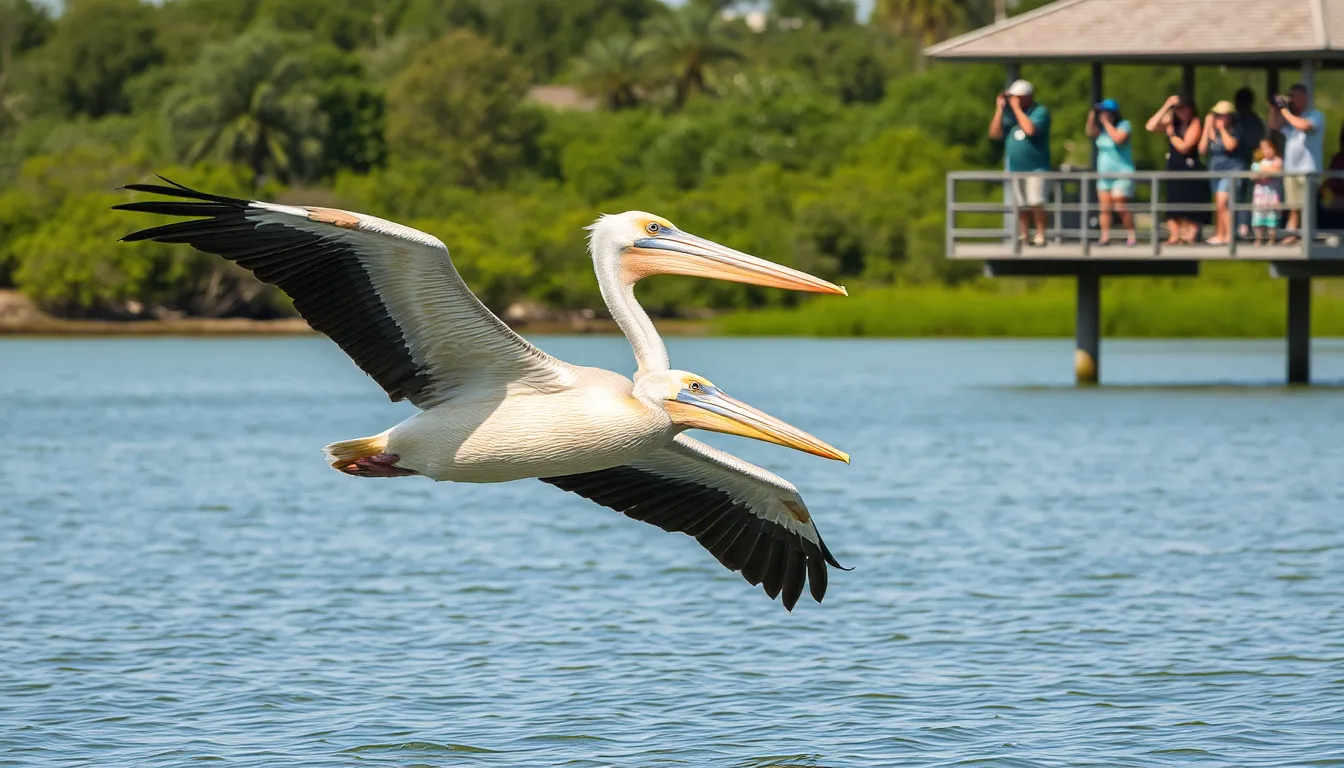 5 pelican bird