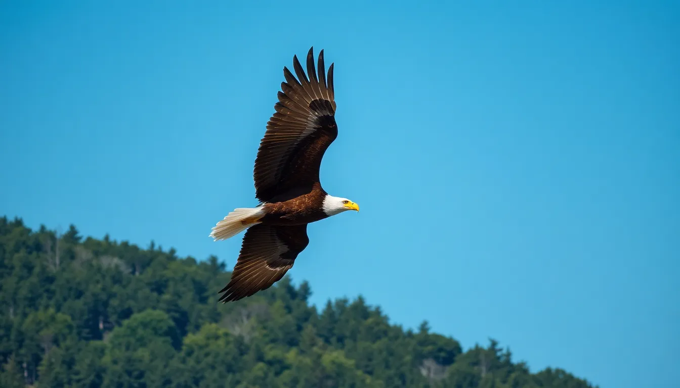 Eagles: The Ultimate Guide to Nature's Most Powerful Birds of Prey 7 6 eagle bird