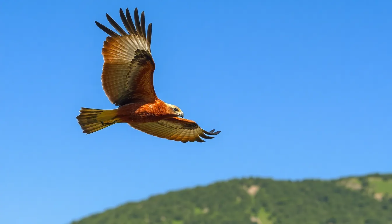 Kite Bird Guide: 20+ Species, Habitats, and Where to Spot Them in 2025 7 6 kite bird