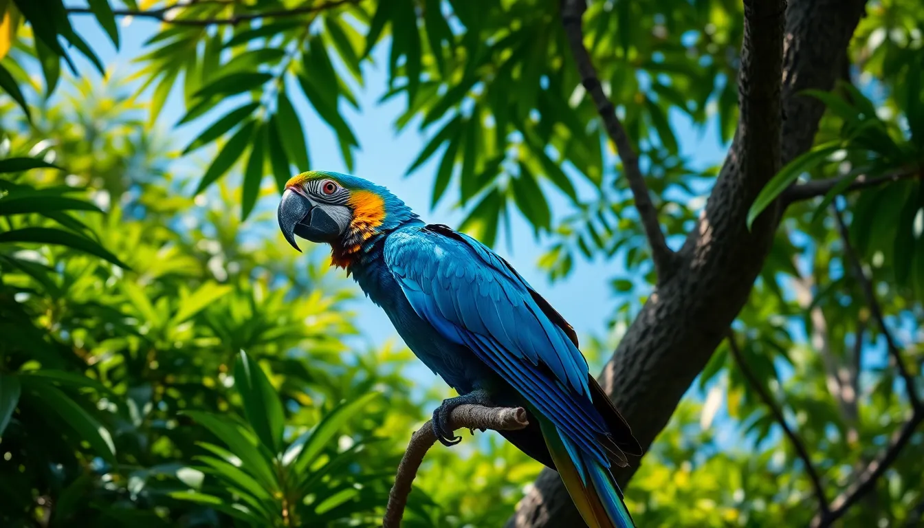 Macaw Bird Care Guide: Everything You Need to Know About These Amazing Parrots 8 7 macaw bird