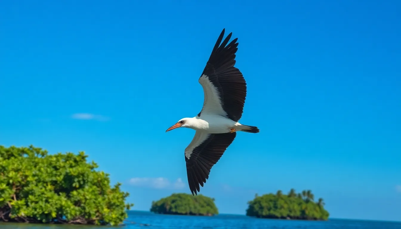 7 pirate bird