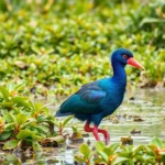 CVku6lmKMa0 k79 wmtPP