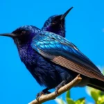 Fxl AzW00gz OXy95nVMH