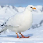 Uhcr4nDTRqFOkoi9US0LB