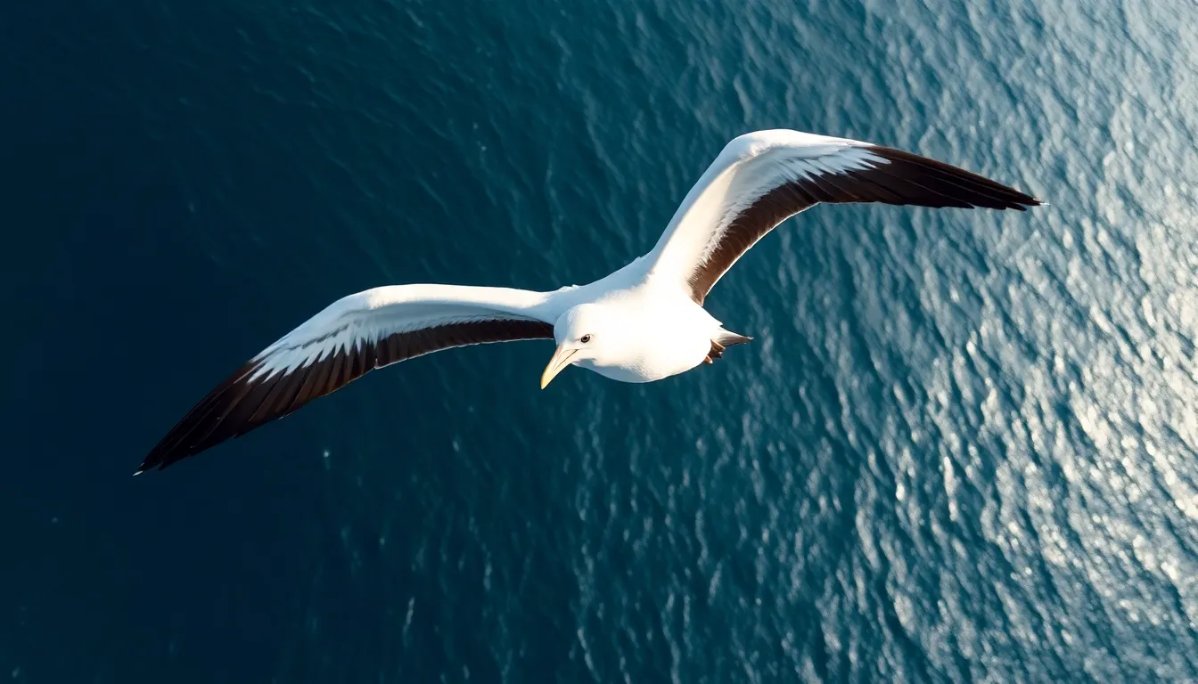 albatross bird