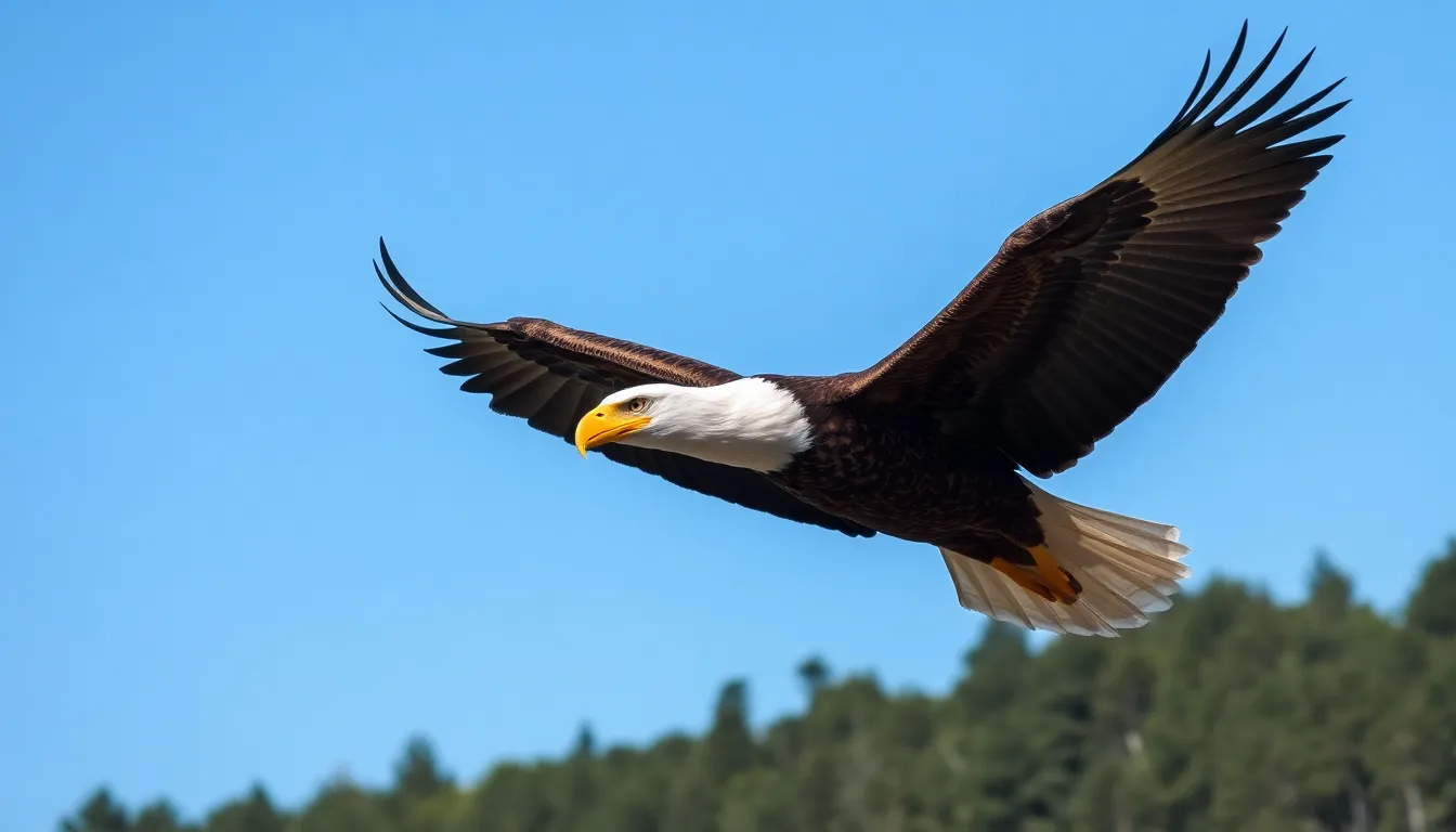 Birds of Prey: Complete Guide to Nature's Ultimate Hunters (2025) 1 bird of prey
