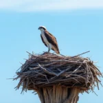 o2 xxZFqL2I9IBzSKF6 E