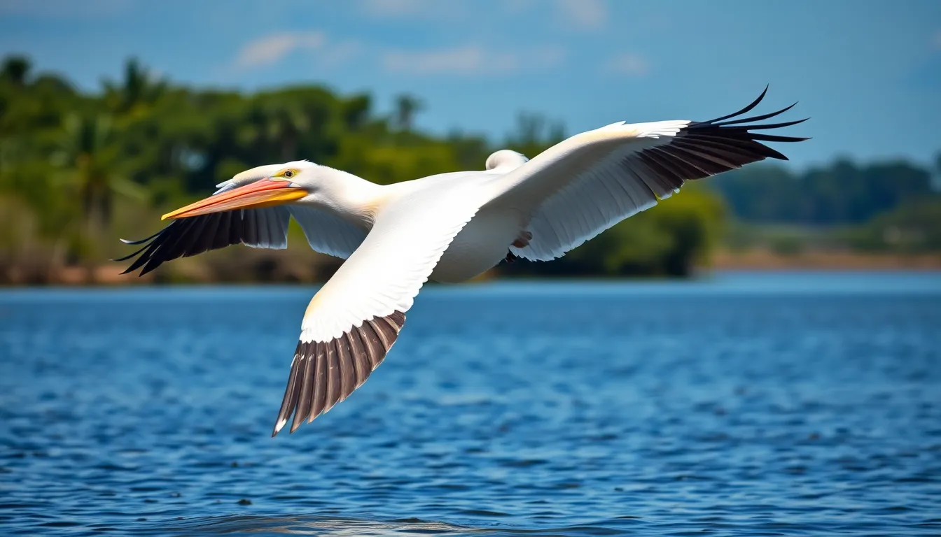 pelican bird