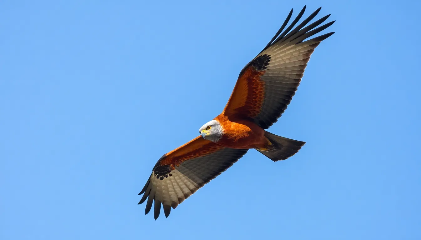 red kite bird